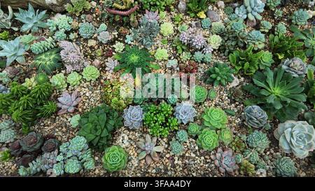 Saftiger Garten mit verschiedenen Pflanzen an einem sonnigen Ort Stockfoto