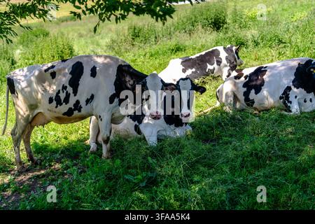 Mehrere schwarze und weiße Milchkühe stehen und liegen zusammen auf üppigem Gras im Schatten von Laubbäumen auf einer offenen Weide. Stockfoto
