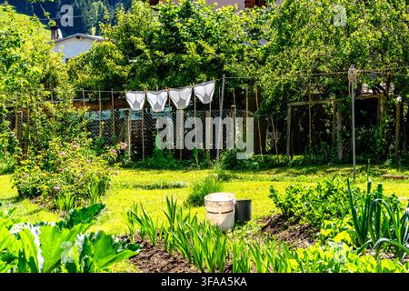 Sonniger Gemüsegarten mit gepflegten Reihen, Blattgemüse, Blumen und weißer Wäsche, die an einer Wäscheleine zwischen dichten Bäumen und Grünzeug hängt. Stockfoto