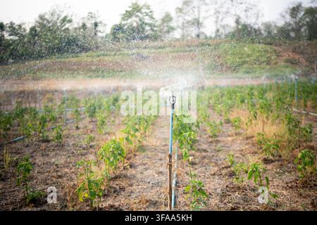Agrarfeld mit Bewässerungssystem und Sprenkeln, das Pflanzen in den Tropen wachsen und bewässern lässt Stockfoto