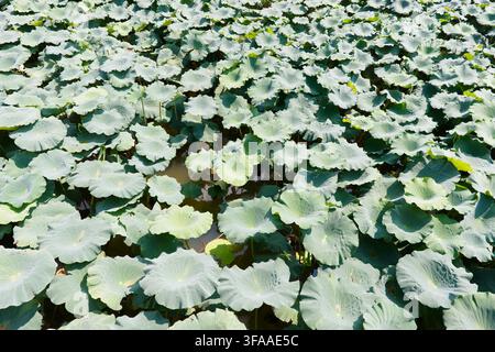 Satte grüne Lotusblätter im Feuchtgebiet Bailuwan, Chengdu Stockfoto