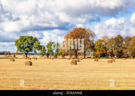 Feld mit runden Heuballen neben einem Hain in Herbstfarben Stockfoto