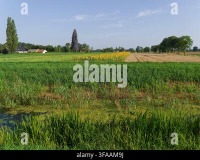 Bauernfelder erstrecken sich unter blauem Himmel mit Pflanzen, die in grünen und braunen Tönen wachsen. Sonnenblumen blühen in der Ferne in der Nähe von Häusern und Bäumen während des Tages. Stockfoto