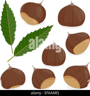 Kastanien auf weißem Hintergrund. Süß kastanienbaum Blätter und Früchte. Herbstfrucht Zutat, köstlicher Natursnack. Vektorillustration Stock Vektor