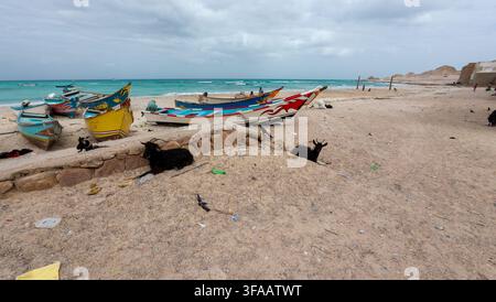 03.01.2026 Socotra, Jemen. Bunte Fischerboote ruhen an einem stillen Sandstrand unter bewölktem Himmel, mit schwarzen Ziegen in der Nähe und türkisblauem Meer im Hintergrund Stockfoto