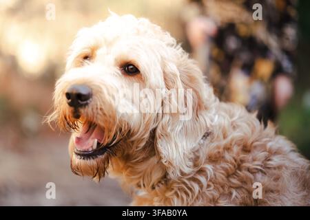 Froher Labradoodle-Hund genießt die Natur mit offenem Maul, keuchend und zur Seite blickend Stockfoto