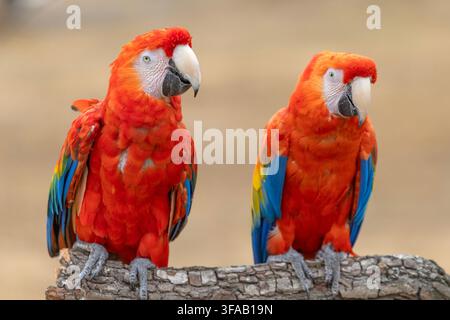 Nahaufnahmeporträt von zwei Scharlacharas (Ara macao), die leuchtend rote, blaue und gelbe Federn gegen einen weichen natürlichen Hintergrund zeigen. Farbiger Tropi Stockfoto