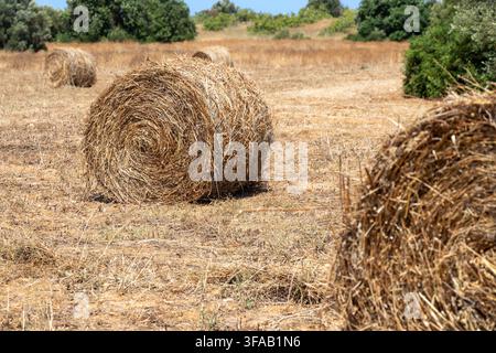 Goldene Heuballen sind über eine ausgetrocknete Agrarlandschaft unter einem klaren blauen Himmel verstreut und warten auf die Ernte Stockfoto
