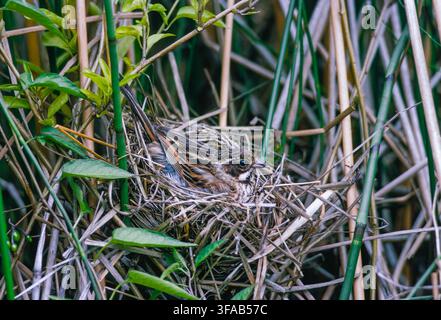 Weibchen der Schilfschreier, Emberiza schoeniclus, brütet in einem Schilfrohr mit Eiern am Brent Reservoir, London, England, Vereinigtes Königreich. Stockfoto