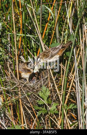 Seggenrohrsänger, Acrocephalus schoenobaenus, Männchen überreicht Weibchen Futter am Nest mit Küken, Brent Reservoir, London, England, Vereinigtes Königreich. Stockfoto