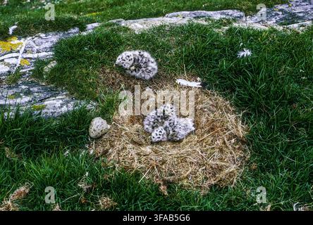 Möwenart Lachmöwe, Larus marinus, Bodennest mit Küken und Ei in den schottischen Inseln, Schottland, Vereinigtes Königreich. Stockfoto