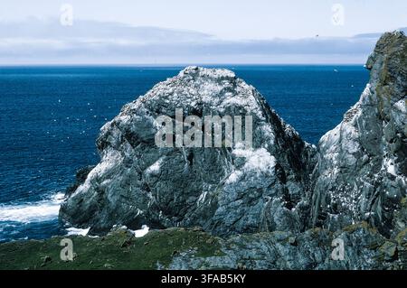 Seevögel nisten auf einem schroffen Seeklotz vor der dramatischen Küste der schottischen Inseln, umgeben von tiefblauem Meerwasser. Stockfoto