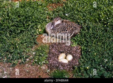 Weibchen der Eiderente, Somateria mollissima, ruht neben dem Bodennest mit drei Eiern auf den Farne Islands, Northumberland, England, Vereinigtes Königreich. Stockfoto