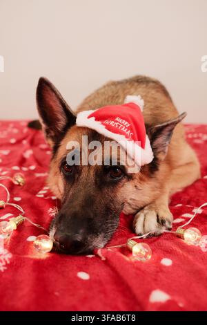 Ein Deutscher Schäferhund mit einem Weihnachtsmannhut ruht auf einer festlichen roten Decke neben leuchtenden Weihnachtslichtern. Die weichen Farben und die entspannte Haltung schaffen eine warme und Stockfoto