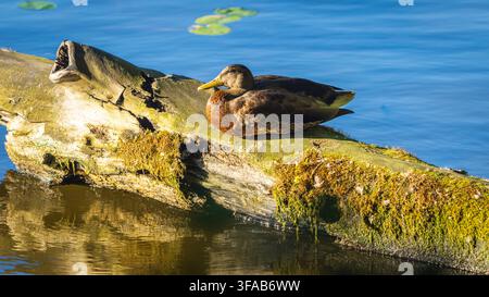 Eine Weibchen-Ente ruht ruhig auf einem großen, moosbewachsenen Baumstamm, der in klarem Wasser schwimmt. Helles Sonnenlicht beleuchtet das Tier und den Baumstamm, wit Stockfoto