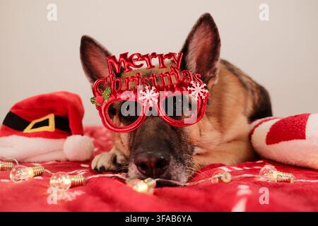 Ein Deutscher Schäferhund mit einer Frohe-Weihnachten-Brille liegt auf einer roten Decke, umgeben von Weihnachtslichtern und Dekorationen. Die gemütliche Szene spiegelt Fröhlichkeit wider Stockfoto