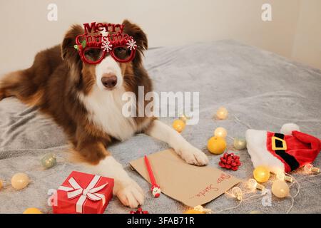Brauner Australian Shepherd mit roter festlicher Brille liegt zwischen Weihnachtsgeschenken und warmem Feiertagslicht. Das verspielte Arrangement fängt Freude ein Stockfoto
