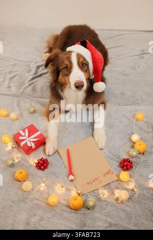 Australian Shepherd mit einem Weihnachtsmannhut ruht neben einem Brief an den Weihnachtsmann mit Geschenken und Lichtern. Warme festliche Atmosphäre drückt die Vorfreude auf die Feiertage aus. Stockfoto