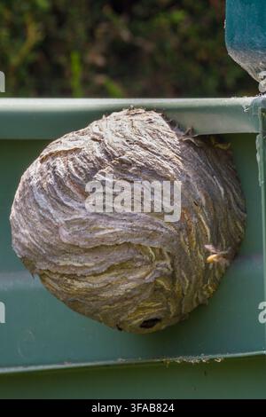 Großes Papierwespennest, das unter dem Rand eines grünen Kunststoff-Gartenaufbewahrungsbehälters befestigt ist, charakteristische geschichtete Holzzellstofftextur auf der runden Nestumhüllung, cl Stockfoto