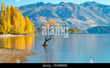 Wanaka, Neuseeland - 25. April 2022: Blick auf den Wanaka-Baum, der in den ruhigen Gewässern des Lake Wanaka steht, umgeben von goldenen Herbstbäumen und rauer Landschaft Stockfoto