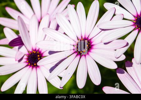 Makroaufnahme von weißen und lila afrikanischen Gänseblümchen Osteospermum-Blüten, die in der Sonne blühen Stockfoto