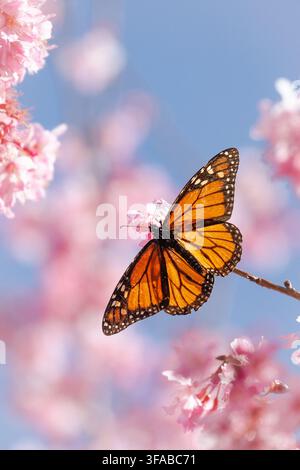 Neuseeland - 24. August 2021: Blick auf einen Monarchfalter, der auf zarten rosa Kirschblüten ruht, vor einem klaren blauen Himmel. Stockfoto