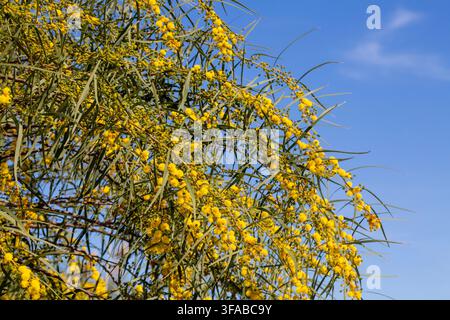 Helle gelbe Mimosenblüten Acacia saligna blühen im Frühling an einem Zweig unter blauem Himmel Stockfoto