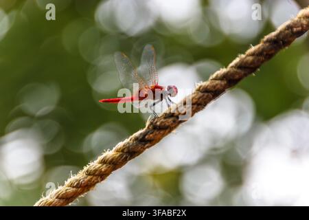 Lebendige rote Libelle, die an einem Seil in Kerala ruht Stockfoto