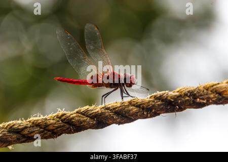 Lebendige rote Libelle, die an einem Seil in Kerala ruht Stockfoto