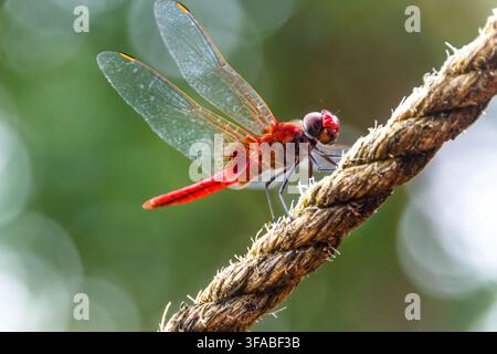 Lebendige rote Libelle, die an einem Seil in Kerala ruht Stockfoto