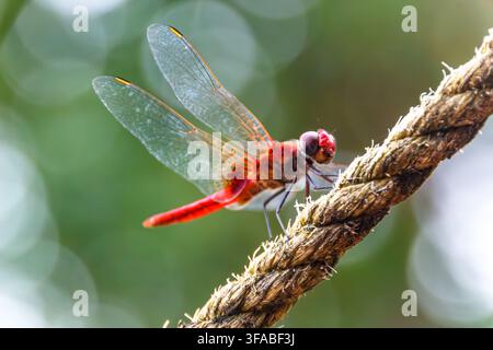 Lebendige rote Libelle, die an einem Seil in Kerala ruht Stockfoto
