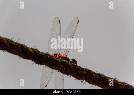 Lebendige rote Libelle, die an einem Seil in Kerala ruht Stockfoto
