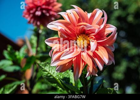 Dahlienblüte mit orangefarbenen, rosa und weißen Blütenblättern und gelbem Zentrum. Grünes Laub und unscharfe rote Blume im Hintergrund. Sonniger Garten. Stockfoto