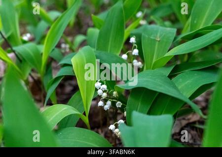Weiße Maiglöckchen glocken zwischen breiten grünen Blättern auf dem schattigen Waldboden im Frühling. Konzept von frischem saisonalem Wachstum, botanisch d Stockfoto