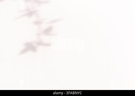 Ein sauberer, minimalistischer abstrakter Hintergrund mit weichen Blattschattenmustern, die auf eine glatte weiße Wand geworfen werden, und der eine elegante Ästhetik mit reichlich Platz für Text erzeugt Stockfoto