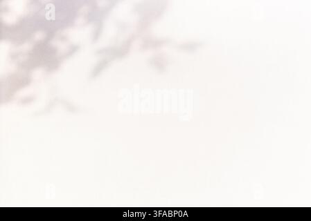 Ein sauberer, minimalistischer abstrakter Hintergrund mit weichen Blattschattenmustern, die auf eine glatte weiße Wand geworfen werden, und der eine elegante Ästhetik mit reichlich Platz für Text erzeugt Stockfoto