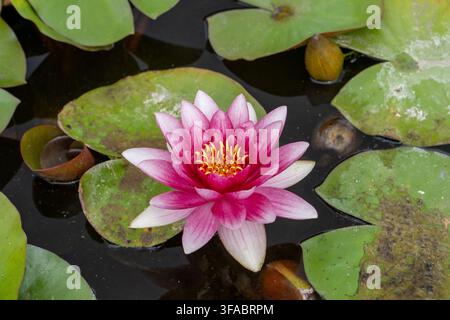 Rosa Seerose, die auf einem Teich mit grünen Seerosenblättern und gelbem Zentrum blüht, Nahaufnahme Stockfoto