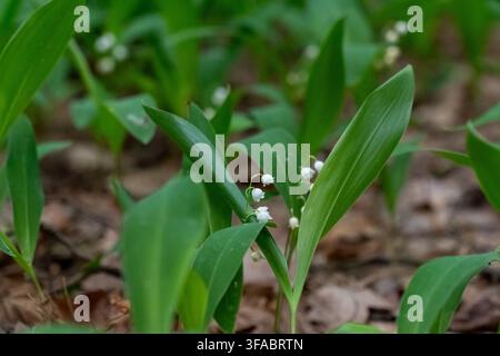 Weiße Glockenblumen des Lenzes, die zwischen hohen grünen Blättern auf einem sanft verschwommenen Waldboden hervorlugen. Konzept von natürlichem Duft, Frühlingserwachen Stockfoto