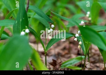 Kleine Insekten ruhen auf grünen Maiglöckchenblättern zwischen weißen glockenförmigen Blüten in einem Frühlingswald. Konzept der Waldvielfalt, natürlich Stockfoto