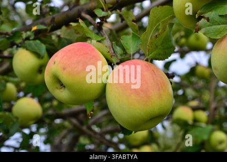 Eine Nahaufnahme von reifen Äpfeln, die an einem Apfelbaumzweig hängen Stockfoto