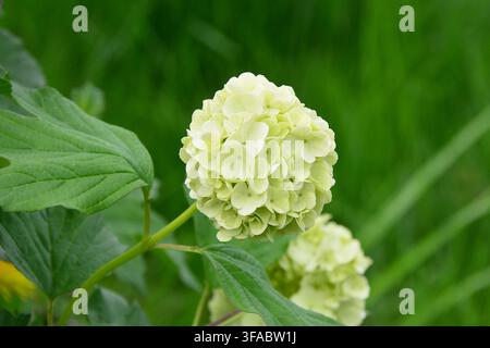 Zarte Blüten von Viburnum vor einem weichen grünen Hintergrund Kopierraum Stockfoto