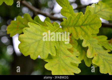 Grüne Eichenblätter an einem Ast im Sonnenlicht, Nahaufnahme, Natur, Eichenwald, Quercus robur Stockfoto