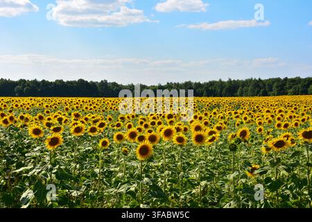 Goldenes Sonnenblumenfeld unter einem hellen Sommerhimmel mit Wald-Kopierraum Stockfoto