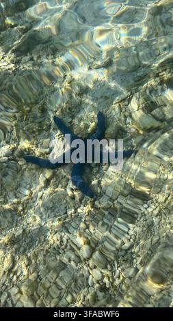 Dunkelblauer Seestern ruht in kristallklarem flachem Tropfwasser über einem felsigen Korallengrund in Indonesien. Stockfoto