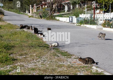 Herrenlose Katzen fressen gemeinsam Essen auf der Straße in einem Viertel in der Türkei Stockfoto