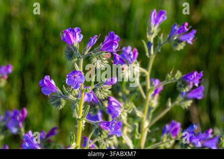 Violetter Natternkopf Echium vulgare Wildblumen blühen auf sonnigem Feld im Frühling Stockfoto