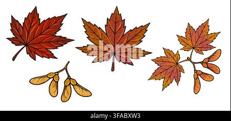 Satz von Herbst-Ahornblättern und Samen-Vektorillustration mit texturierten Laubdetails Stock Vektor