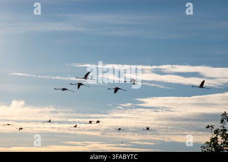 Rotschwanzflamingos fliegen bei Sonnenuntergang Stockfoto