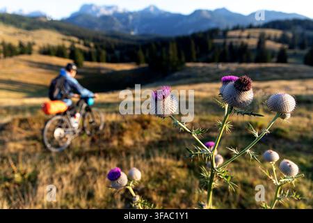 Ein silberner Distel im Vordergrund mit einem Radfahrer auf einer Radreise, der vorbeifährt, vor der malerischen Kamnik-Savinja-Alpen bei Velika Planina, Slowenien. Stockfoto