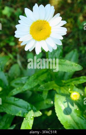 Ein Gänseblümchen (auch bekannt als Leucanthemum vulgare, Oxaugen-Gänseblümchen, Marguerite) im Schatten mit einem Sonnenstrahl und Wassertropfen auf seinen Blättern nach dem Regen. Stockfoto